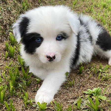 Border Collie Filhote