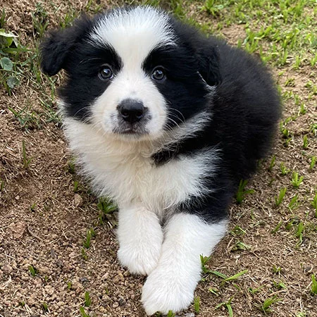 Border Collie, o cachorro mais inteligente do mundo