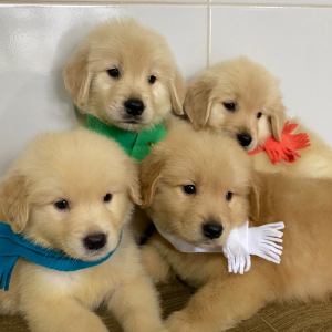 goldens2024-4
