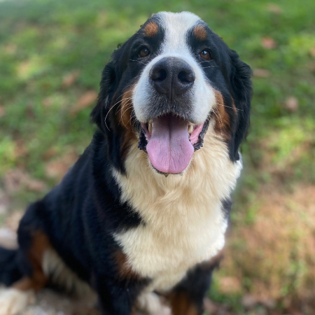 bernese2024-1