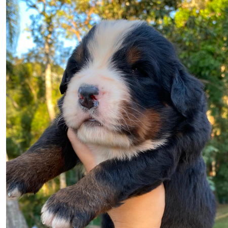 bernese2024-2