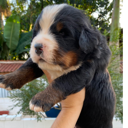bernese2024-4