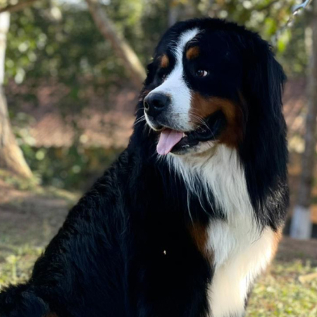 bernese2024-5