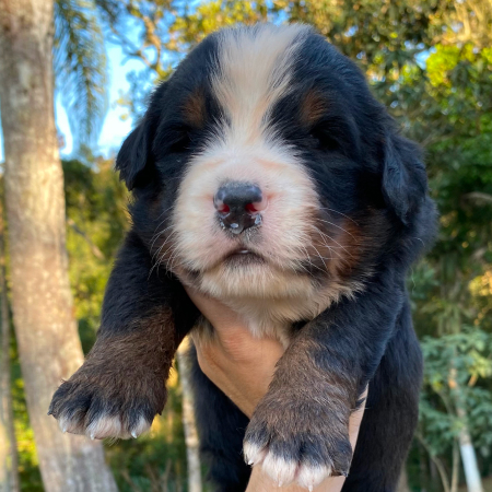 bernese2024-6